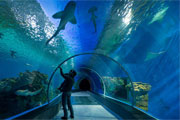 水族錧用什么材質
